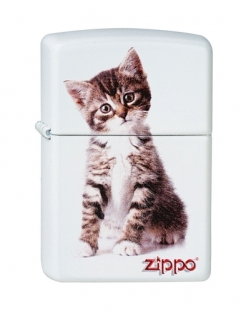 Zippo Kitten Sitting